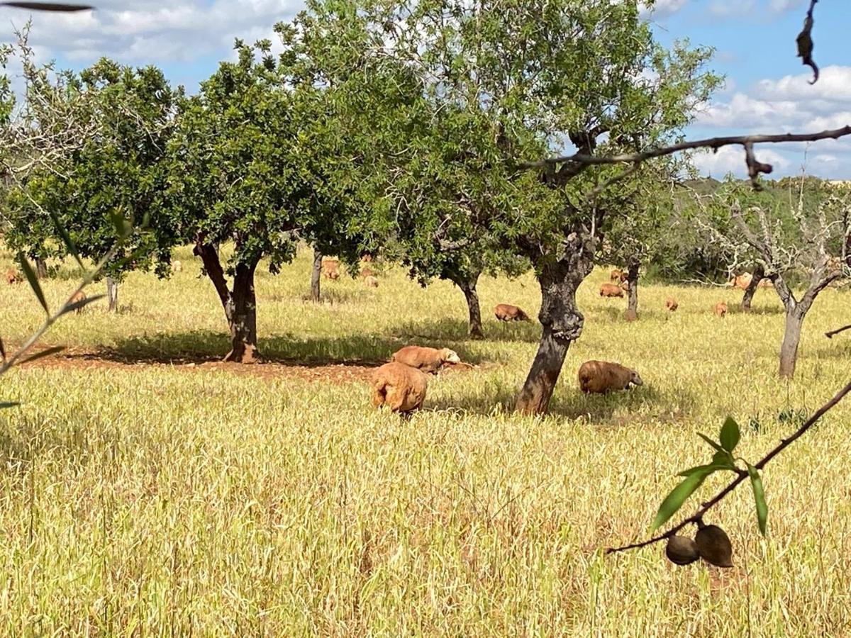Finca Sa Canova Agroturismo Campos  Zewnętrze zdjęcie